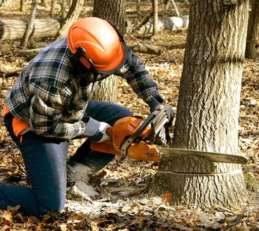 Tree Removal in Higgins, TX